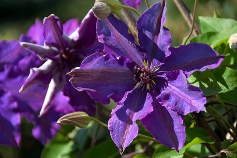 Purple clematis flowers blooming in the spring sun, südlohn, westphalia, germany