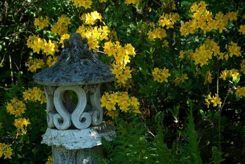 Japanese stone lantern surrounded by yellow flowers in the garden, südlohn, westphalia, germany