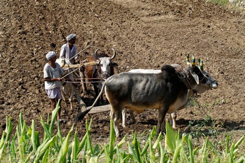 Two men ploughing a field with a team of oxen under the sun, Ranakpur, Jodhpur, Rajasthan, North