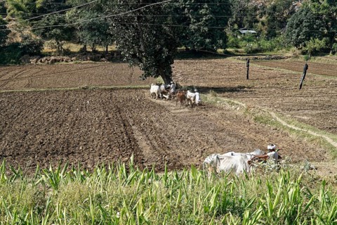 Farmers ploughing a large field with an ox-drawn plough, Ranakpur, Jodhpur, Rajasthan, North India