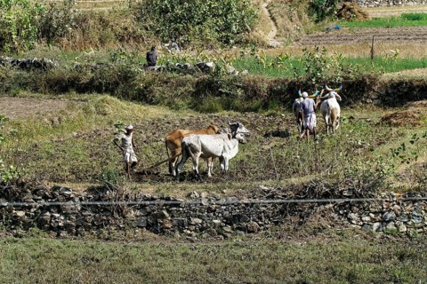 Farmers leading cows to work in a field in a rural area, Ranakpur, Jodhpur, Rajasthan, North India