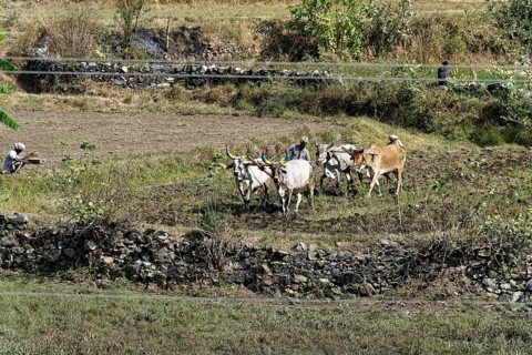 Farmers ploughing a field with cows in a rural setting, Ranakpur, Jodhpur, Rajasthan, North India