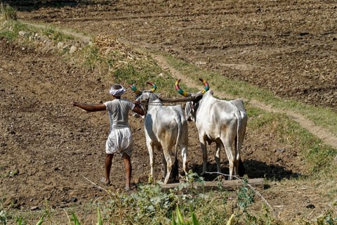 A Baür driving a team of oxen while ploughing a field, Ranakpur, Jodhpur, Rajasthan, North India