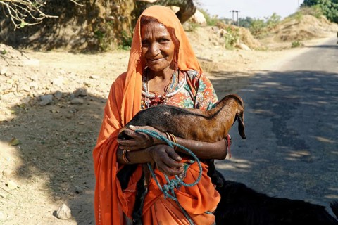 Elderly woman in traditional dress holding a goat in a rural area, Ranakpur, Jodhpur, Rajasthan,