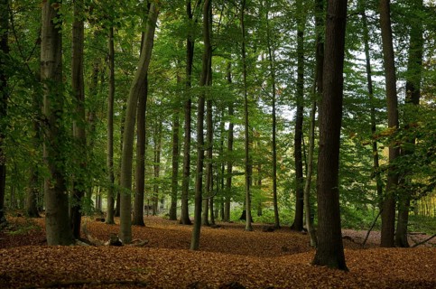 Tall trees in a dense forest on a deciduous ground, natural autumn view, borken, münsterland,
