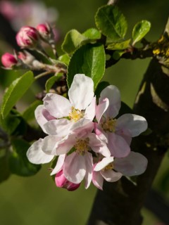 Delicate pink apple blossoms and fresh green leaves in a close-up symbolising spring, borken,