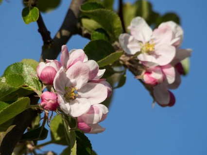 Blooming apple blossoms in bright sunlight, surrounded by fresh green leaves, tenderness of spring,