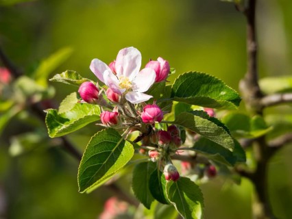 Close-up of an apple tree branch with pink flower buds and green foliage in spring light, borken,