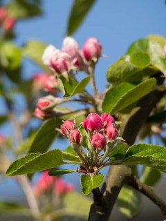 Apple tree branch full of delicate pink blossoms, surrounded by fresh green leaves, a touch of