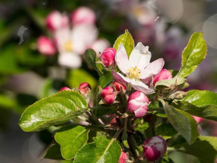 Branch with pink apple blossoms and green leaves against a blurred background, borken, münsterland,