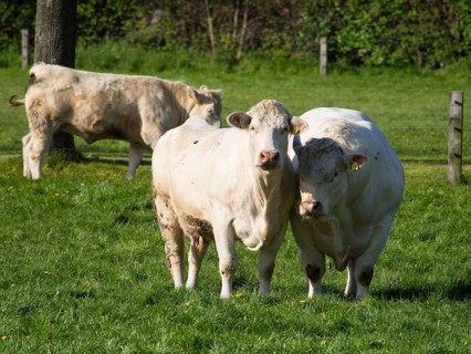 Three cows grazing peacefully on a green meadow, a quiet rural scene under a blue sky, borken,