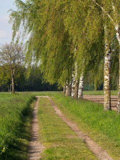Rural path through birch avenue in a green landscape, borken, münsterland, germany