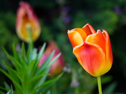 Orange-red tulip in the foreground with blurred background and spring-like colours, borken,