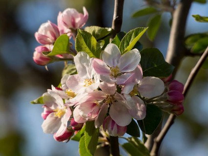 Branches with apple blossoms in soft pink and white, borken, münsterland, germany