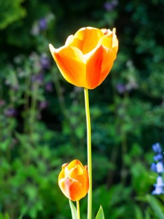 Two orange tulip blossoms in the sunlight, borken, münsterland, germany