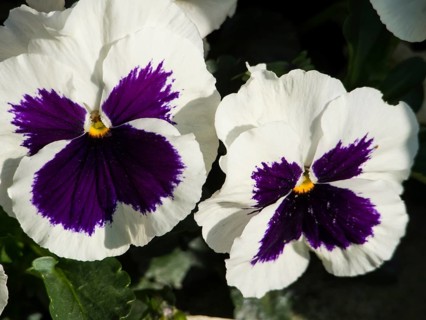 Close-up of white and purple pansies, borken, münsterland, germany