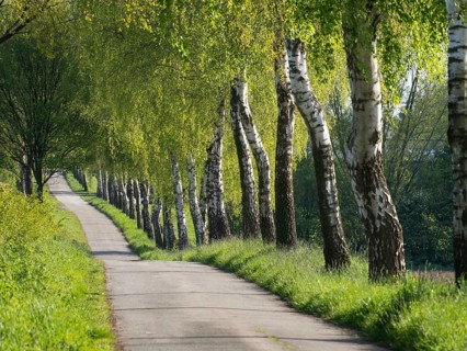 Landscape path flanked by green birch trees in spring, weseke, münsterland, germany