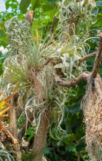 Vivid scenery including lots of various jungle plants
