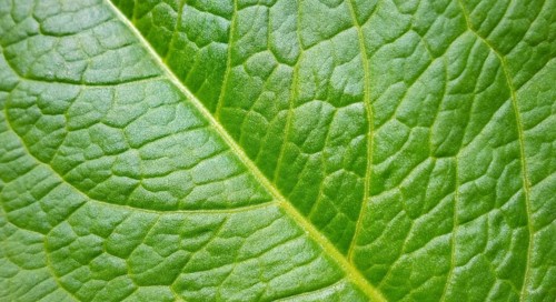 Full frame abstract green plant leaf closeup