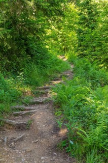 Forest track in Bavaria at summer time