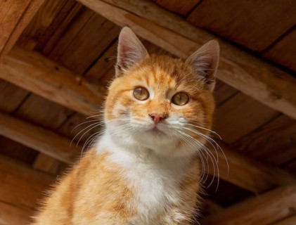 Sunny illuminated portrait of a red kitten in woody ambiance