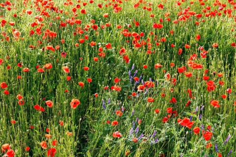 Corn poppy blossom, Eschershausen, Weserbergland, Holzminden, Lower Saxony, Germany