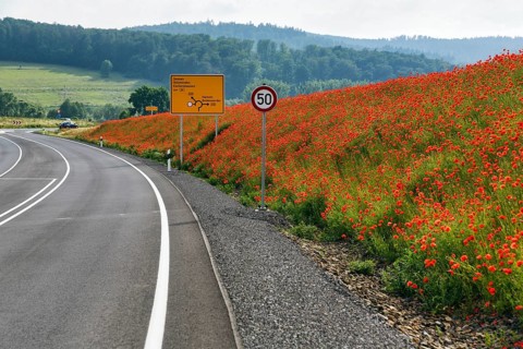 Empty federal road B 240, little traffic, traffic signs, speed limit 50 km/h, poppy blossom on the