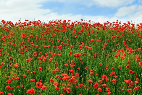 Corn poppy blossom, Eschershausen, Weserbergland, Holzminden, Lower Saxony, Germany