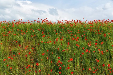 Corn poppy blossom, Eschershausen, Weserbergland, Holzminden, Lower Saxony, Germany