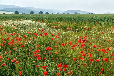 Corn poppy blossom, fields, hills on the horizon, Eschershausen, Weserbergland, Holzminden, Lower