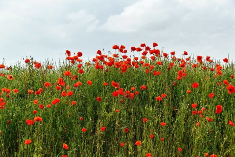Corn poppy blossom, Eschershausen, Weserbergland, Holzminden, Lower Saxony, Germany