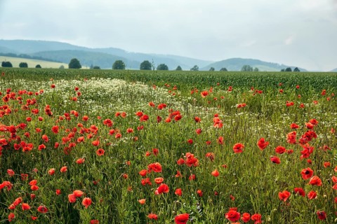 Corn poppy blossom, fields, hilly landscape, Eschershausen, Weserbergland, Holzminden, Lower