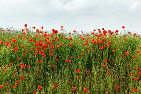 Corn poppy blossom, Eschershausen, Weserbergland, Holzminden, Lower Saxony, Germany