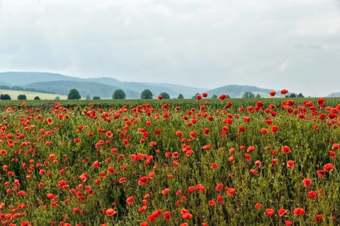 Corn poppy blossom, hilly landscape, Eschershausen, Weserbergland, Holzminden, Lower Saxony,