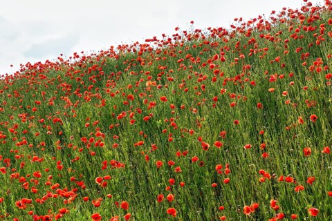 Corn poppy blossom, Eschershausen, Weserbergland, Holzminden, Lower Saxony, Germany