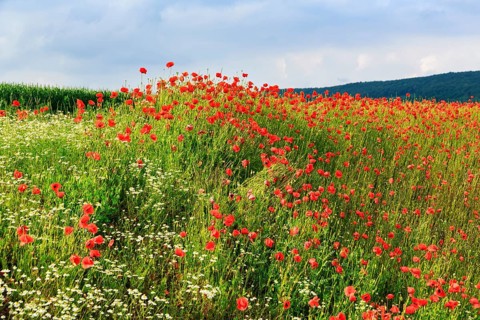 Corn poppy blossom, Eschershausen, Weserbergland, Holzminden, Lower Saxony, Germany