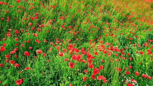 Corn poppy blossom, Eschershausen, Weserbergland, Holzminden, Lower Saxony, Germany