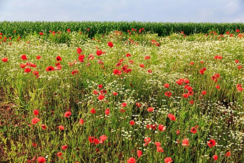 Corn poppy blossom, Eschershausen, Weserbergland, Holzminden, Lower Saxony, Germany
