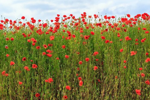 Corn poppy blossom, Eschershausen, Weserbergland, Holzminden, Lower Saxony, Germany