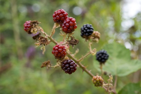Blackberries (Rubus sect. Rubus) on a blackberry bush, North Rhine-Westphalia, Germany