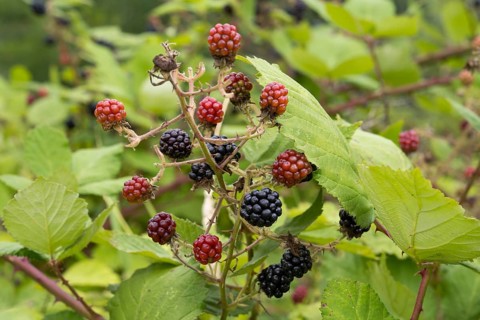 Blackberries (Rubus sect. Rubus) on a blackberry bush, North Rhine-Westphalia, Germany