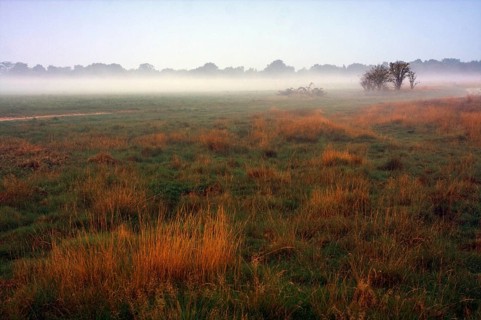 Foggy meadow, Egelsberg nature reserve at dawn with scattered trees and orange-coloured grass,