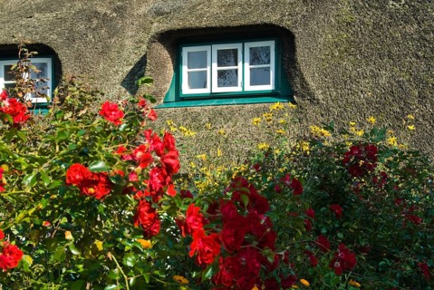 Typical Frisian houses in the village of fog on the North Frisian island of Amrum, Amrum, fog,