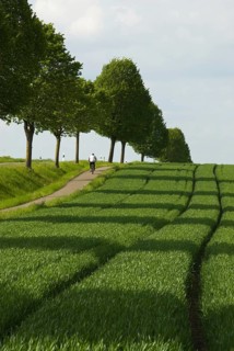 Rape blossom in Lower Saxony, Schmarrie, Schmarrie district of Schaumburg, Lower Saxony, Germany