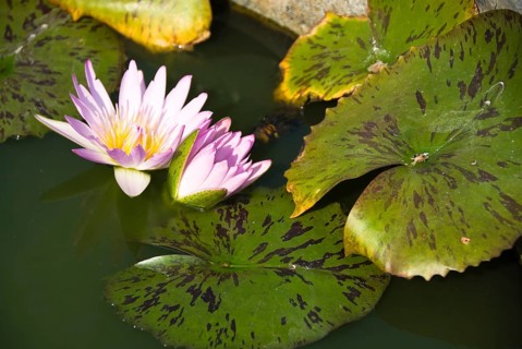 Lotus blossoms, Chiang Mai, Chiang Mai, Chiang Mai, Thailand