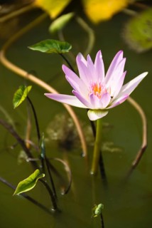 Lotus blossoms, Chiang Mai, Chiang Mai, Chiang Mai, Thailand