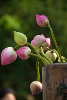 Lotus flowers, Chiang Mai, Chiang Mai, Chiang Mai, Thailand
