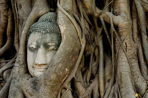 Buddha head entwined by tree roots in the historical park of Ayutthaya, Ayutthaya, Ayutthaya,
