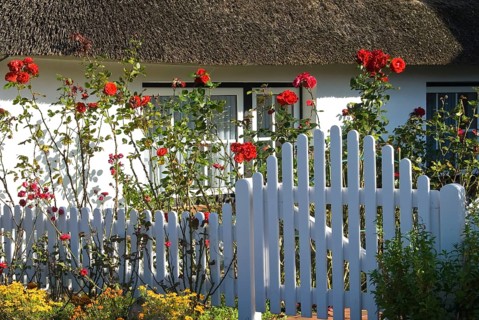 Typical Frisian houses in the village of fog on the North Frisian island of Amrum, Amrum, fog,