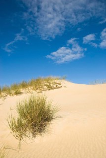 Dune landscape in front of a blue sky on the beach of Norddorf on the North Frisian island of